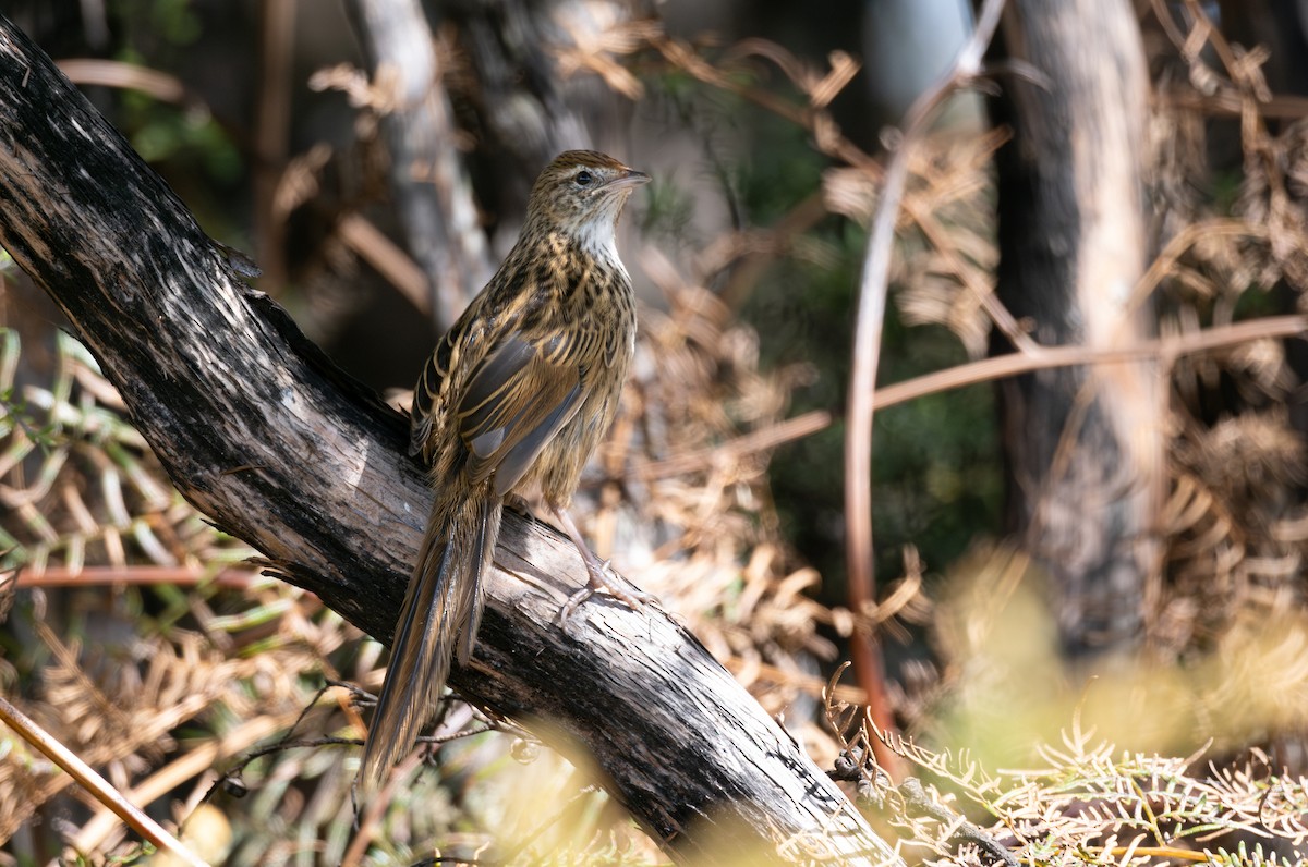 New Zealand Fernbird - Ben Ackerley