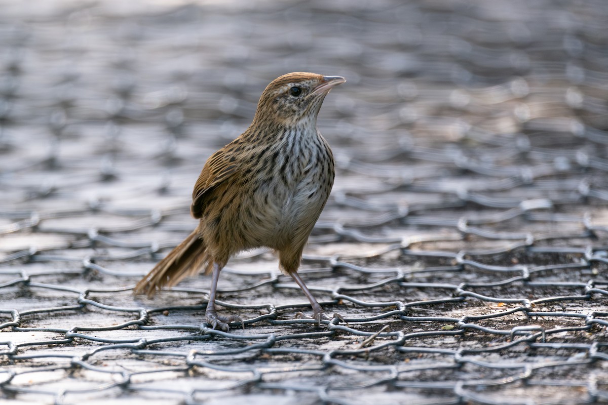 New Zealand Fernbird - Ben Ackerley