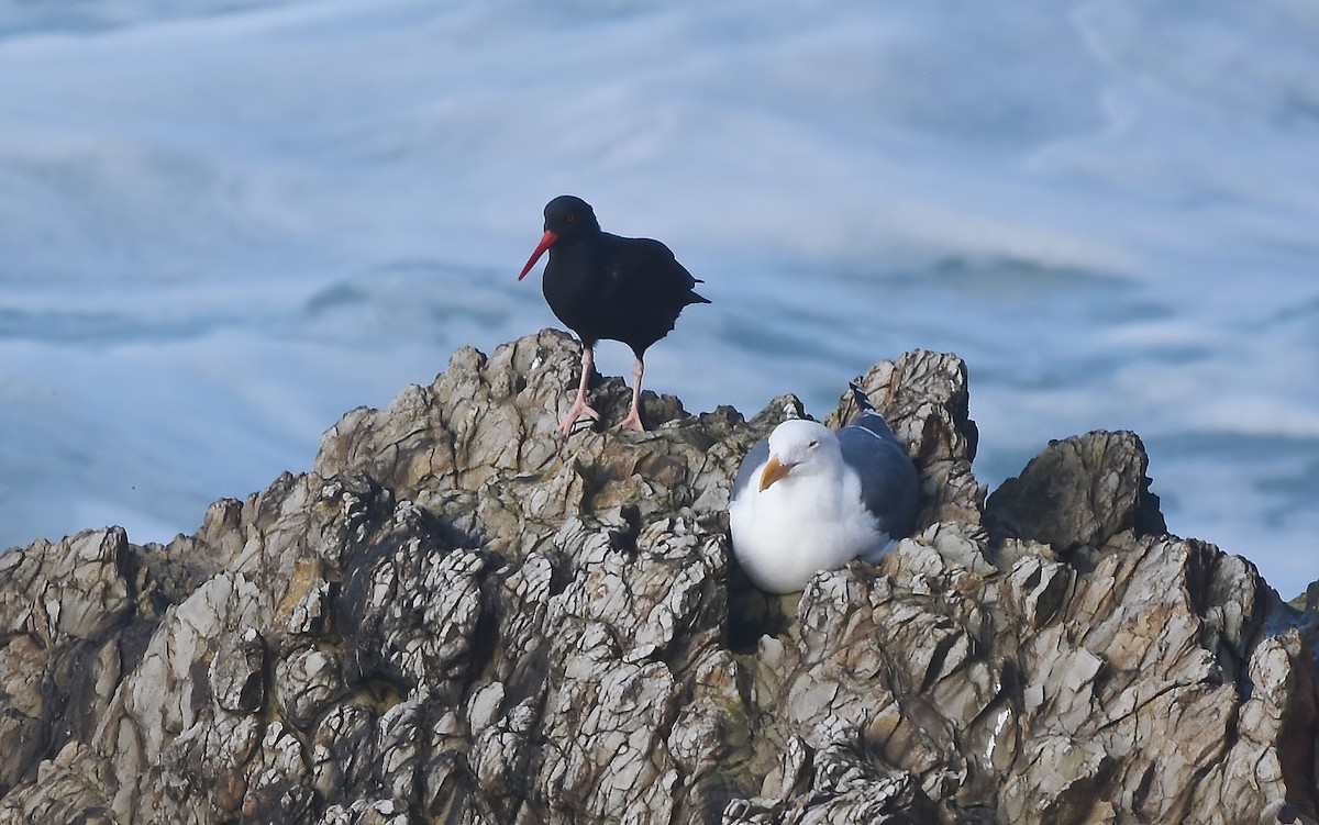 Black Oystercatcher - ML614468849