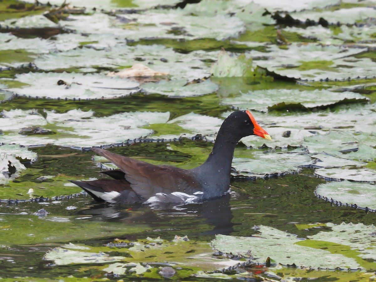 Common Gallinule - ML614468897