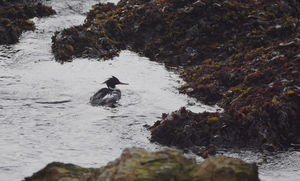 Red-breasted Merganser - ML614468953