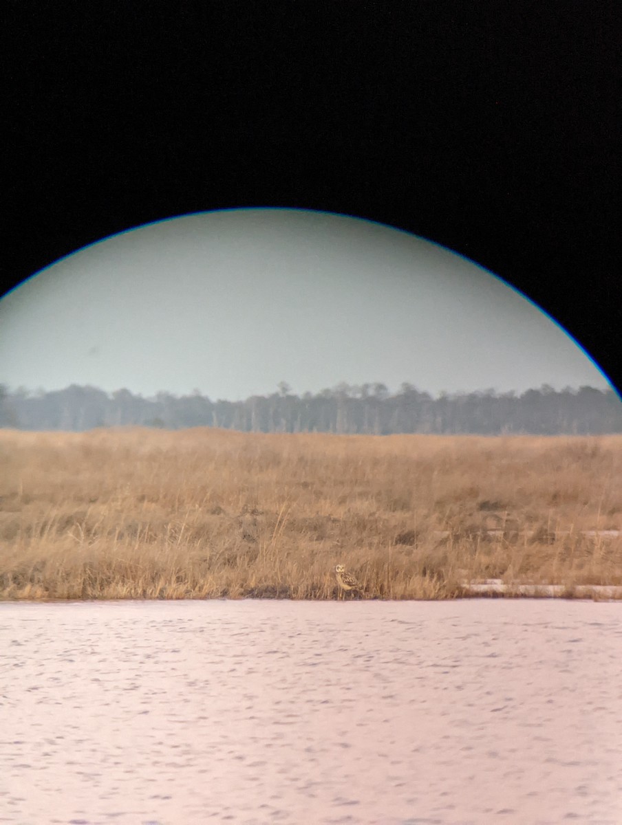 Short-eared Owl - ML614468960