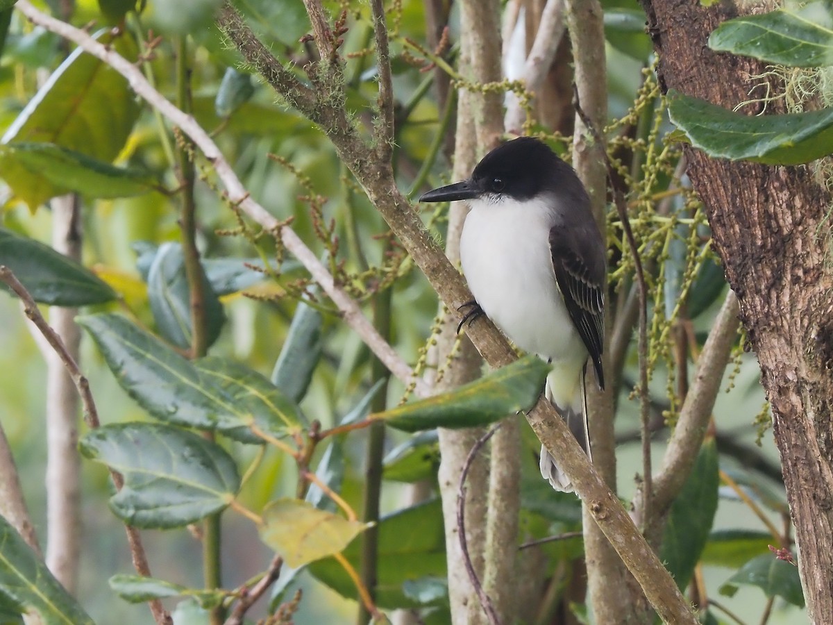 Loggerhead Kingbird - Darren Shirley