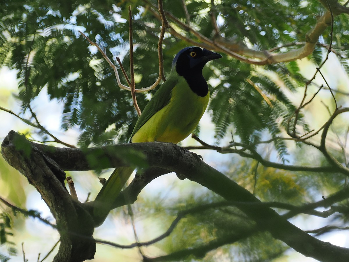 Green Jay (Green) - ML614468988