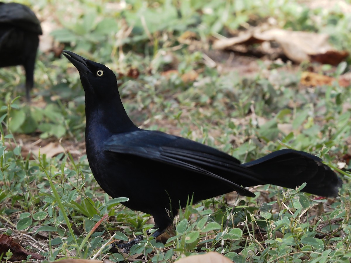 Greater Antillean Grackle - ML614469018