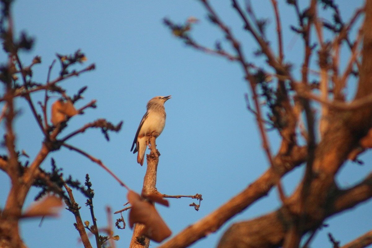 Chestnut-tailed Starling (Eastern) - ML614469071