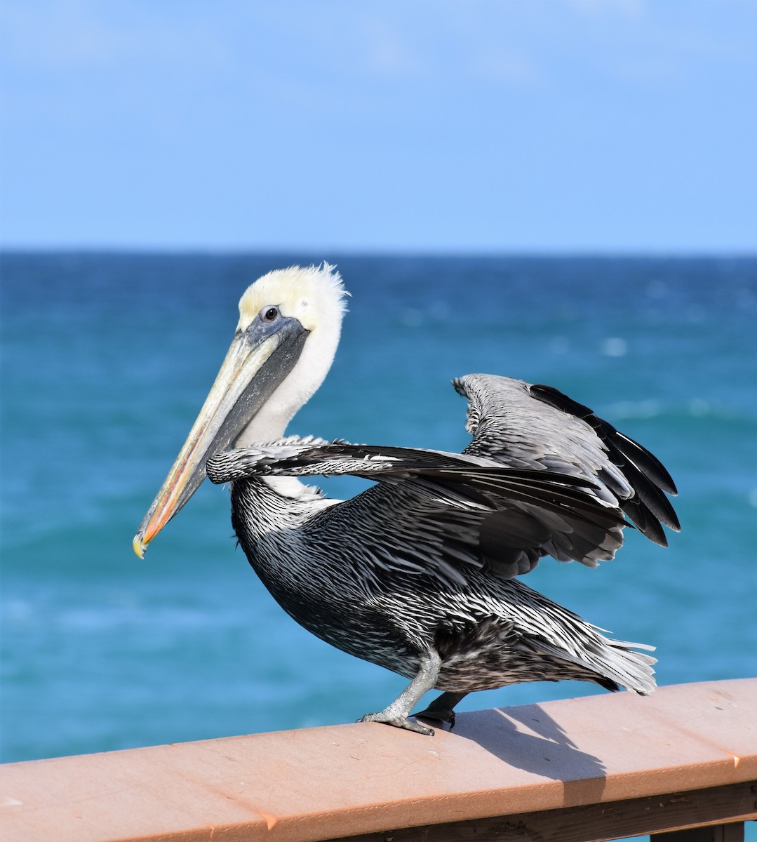 pelikán hnědý - ML614469144