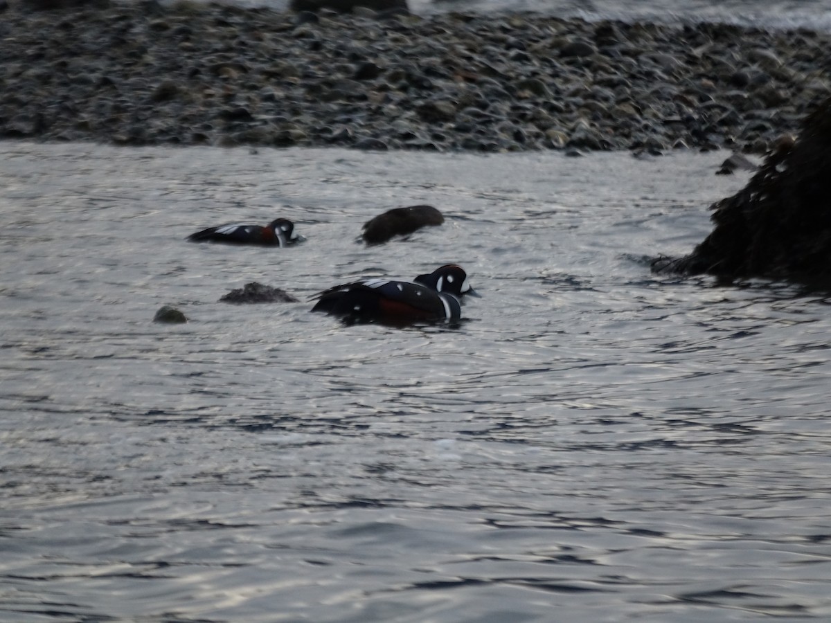 Harlequin Duck - ML614469162