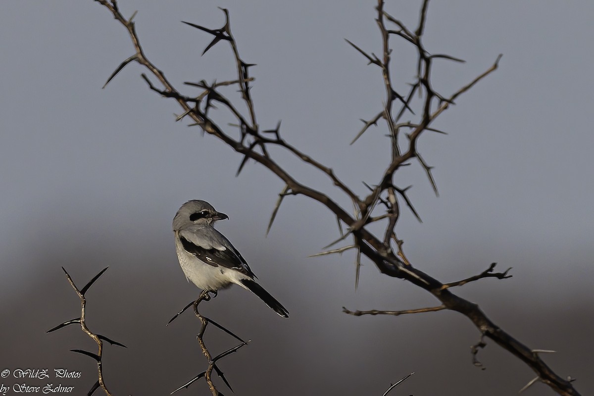 Northern Shrike - Steve Zehner