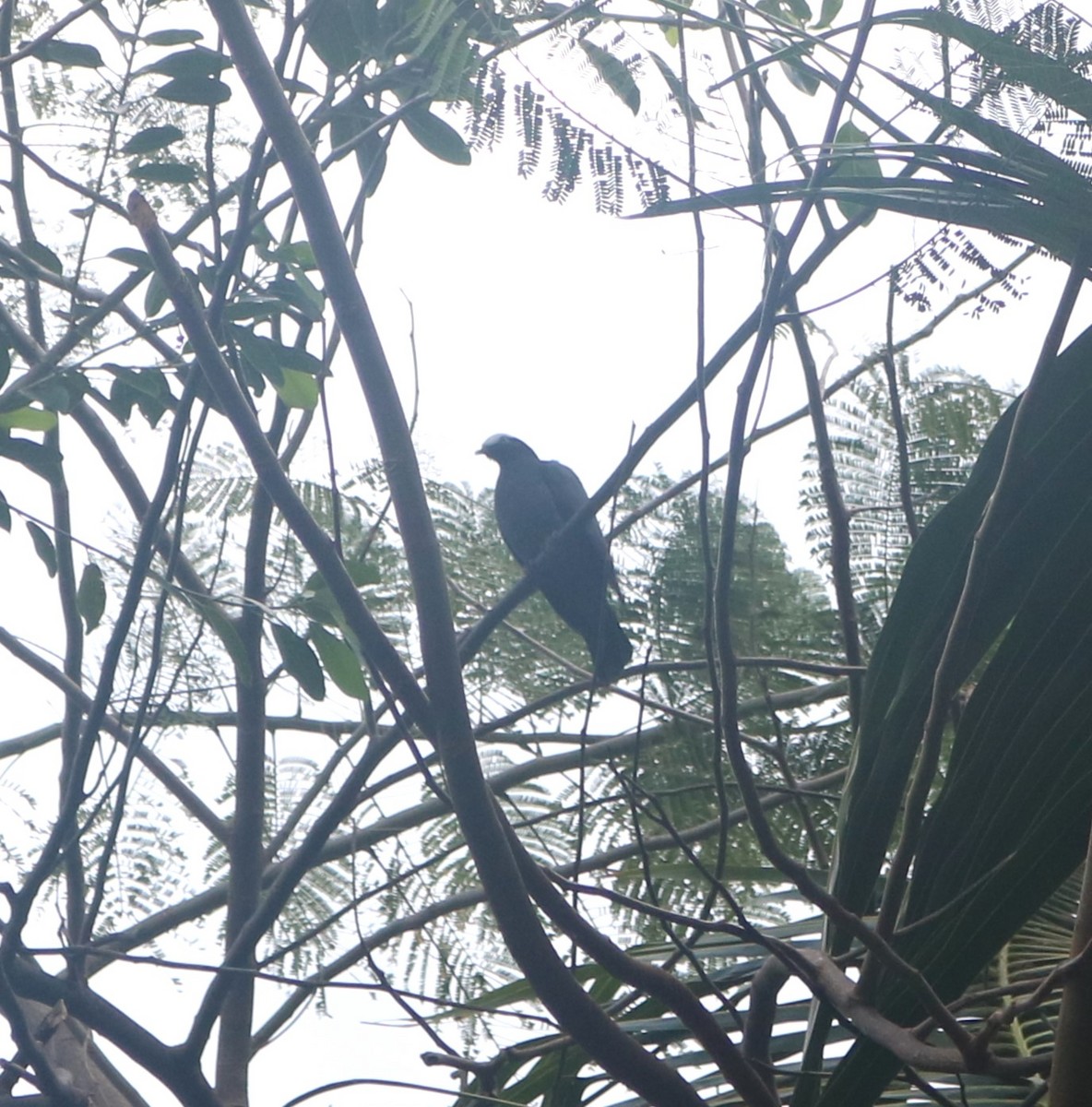White-crowned Pigeon - ML614469179