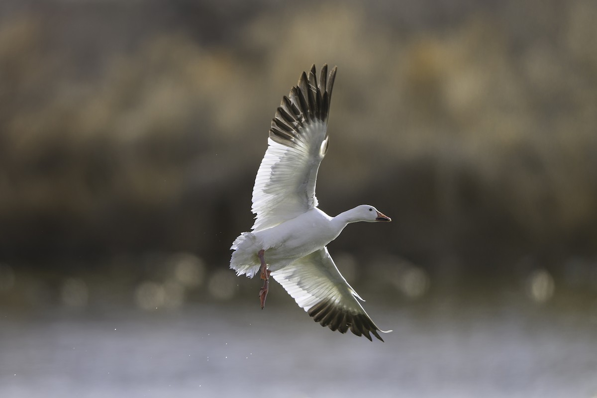 Snow Goose - ML614469208
