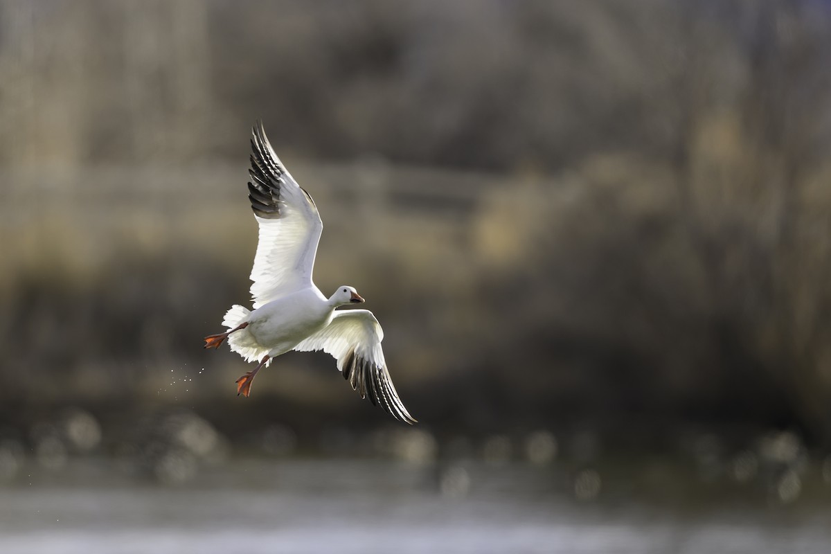 Snow Goose - ML614469209