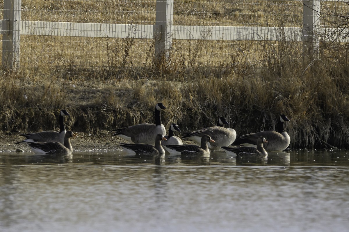 Greater White-fronted Goose - ML614469234