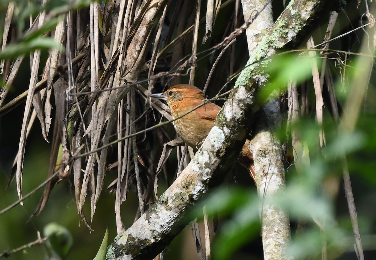 Rufous-necked Foliage-gleaner - Joshua Vandermeulen