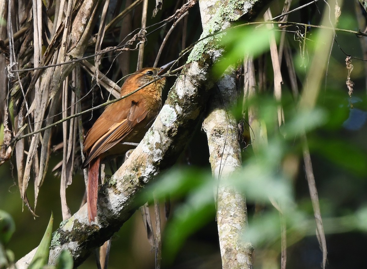 Rufous-necked Foliage-gleaner - ML614469302