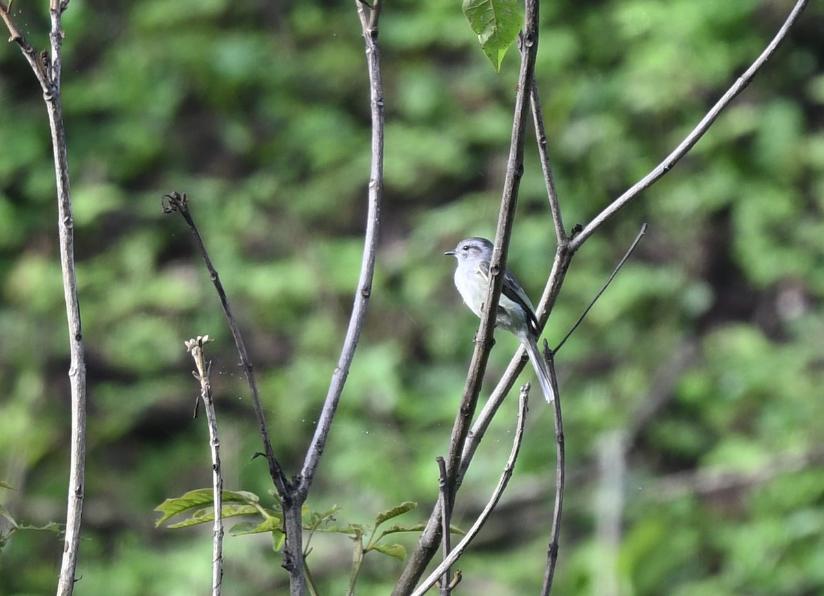 Marañon Tyrannulet - ML614469316