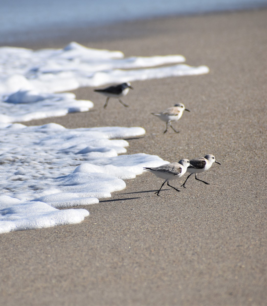 Bécasseau sanderling - ML614469391