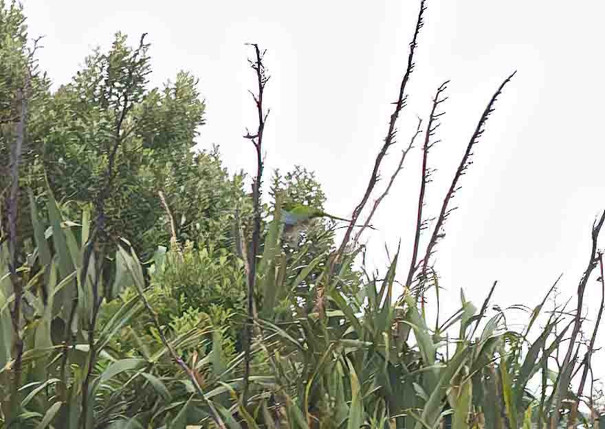 Chatham Islands Parakeet - ML614469426