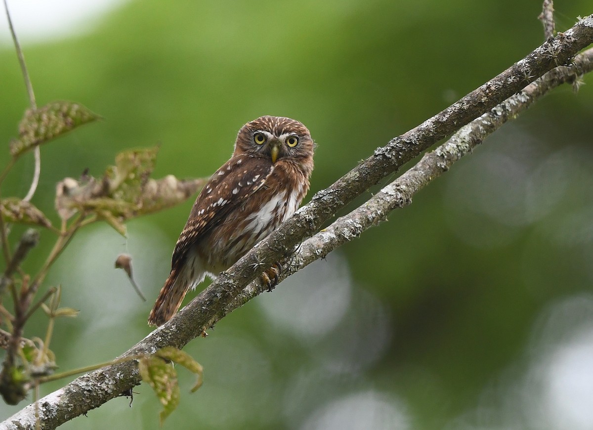 Peruvian Pygmy-Owl - ML614469464