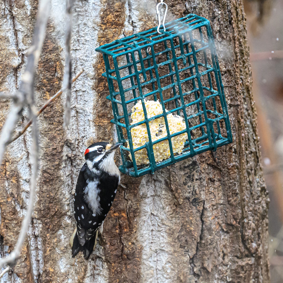 Downy Woodpecker - ML614469465