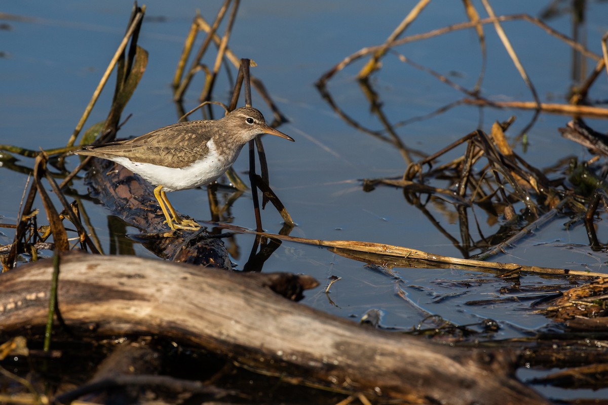 Spotted Sandpiper - Michael Long