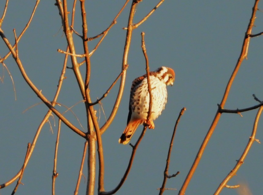 American Kestrel - ML614469518