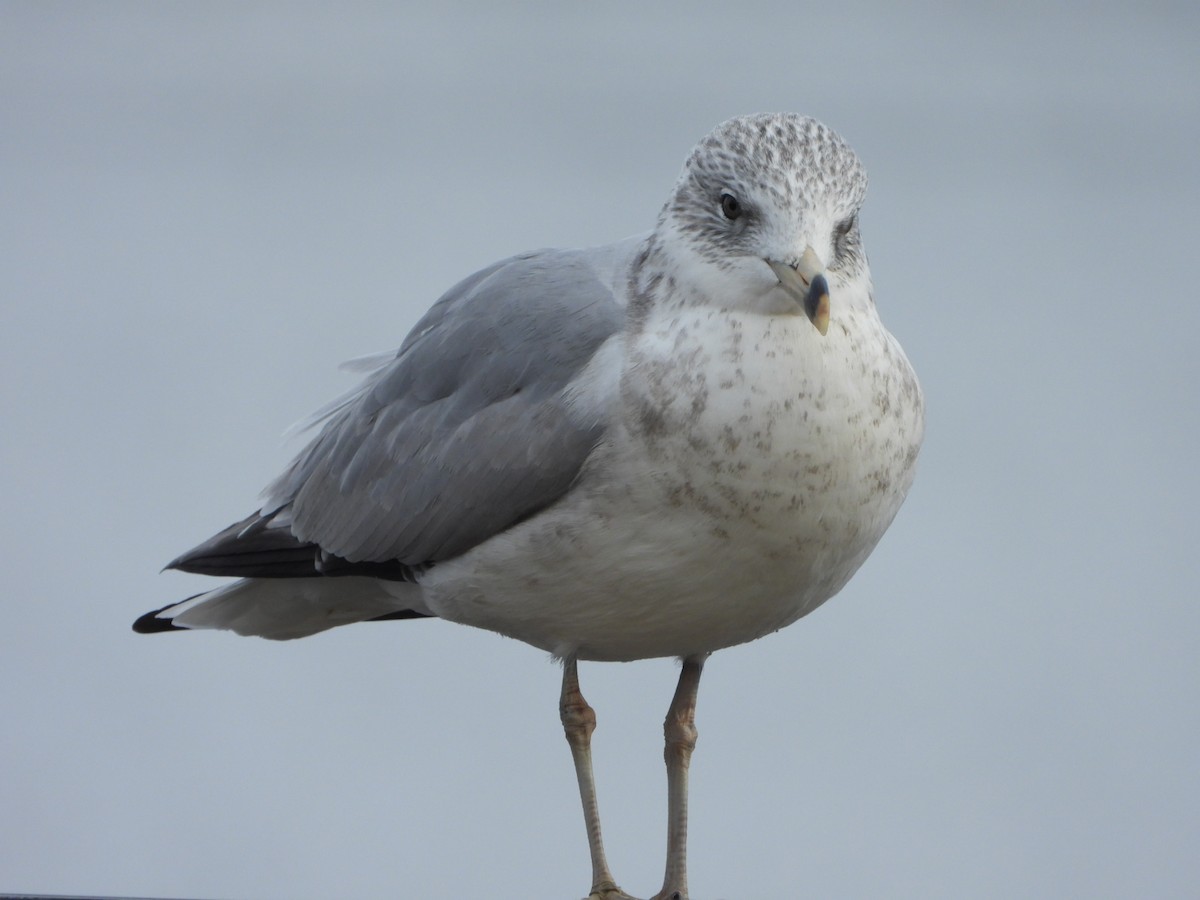 Ring-billed Gull - ML614469584