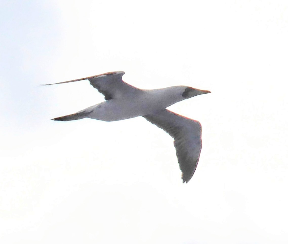 Masked Booby - ML614469596