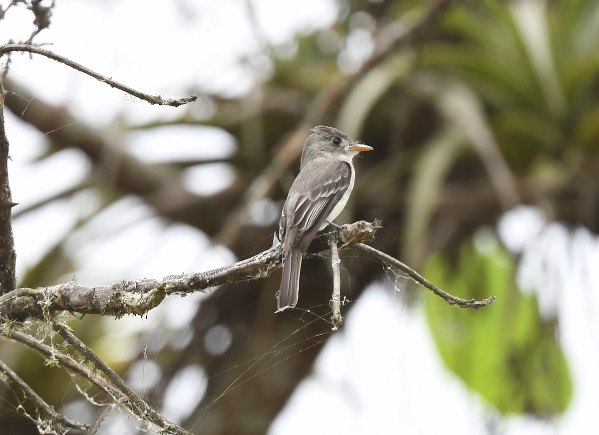 Tumbes Pewee - Joshua Vandermeulen