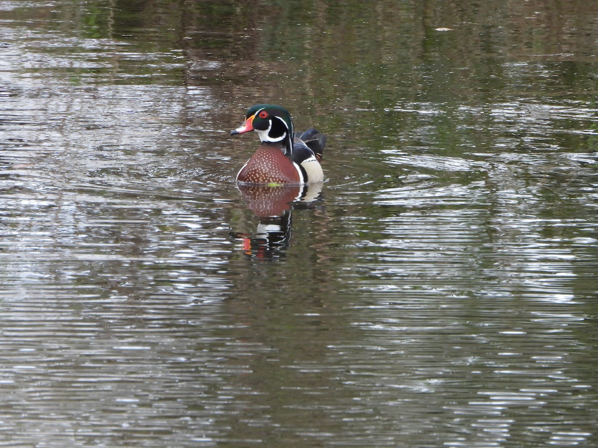 Wood Duck - ML614469729