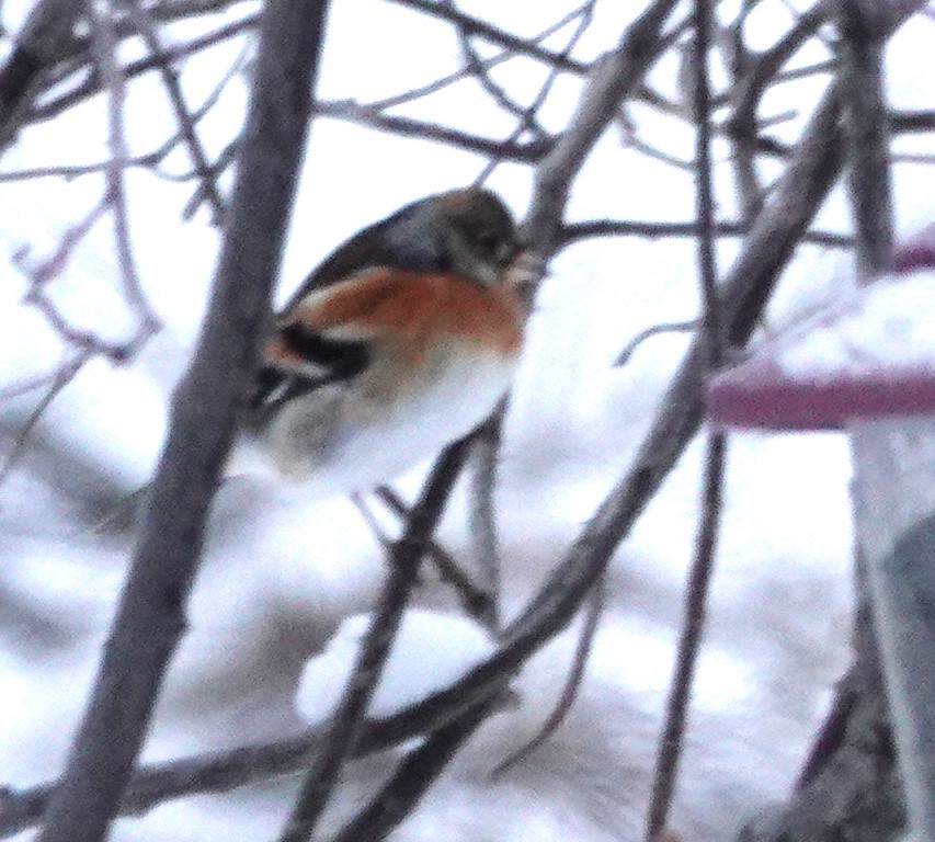 Brambling - Robin Collman