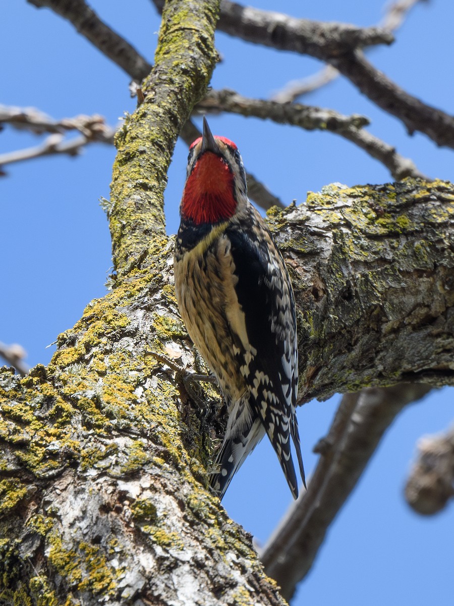 Yellow-bellied/Red-naped Sapsucker - ML614469794