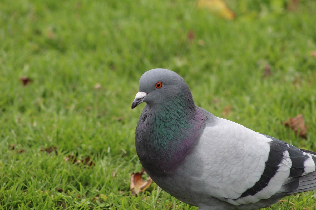Rock Pigeon (Feral Pigeon) - ML614469801
