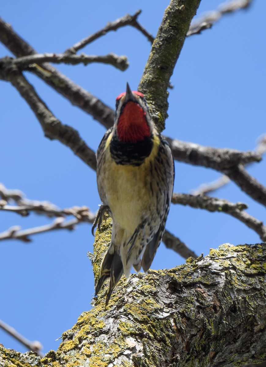 Yellow-bellied/Red-naped Sapsucker - ML614469806