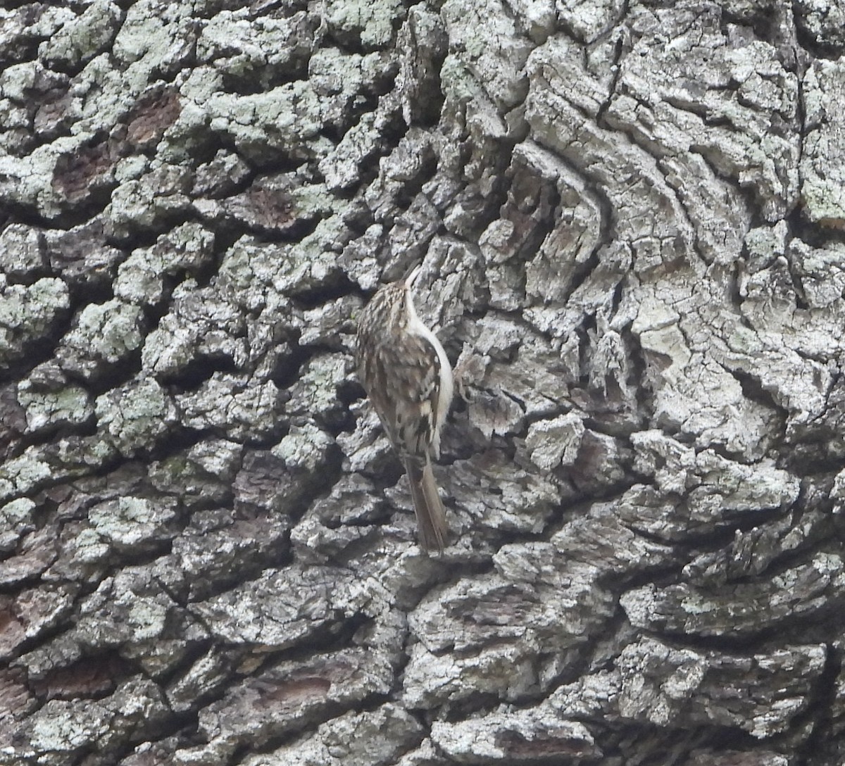 Brown Creeper - ML614469808