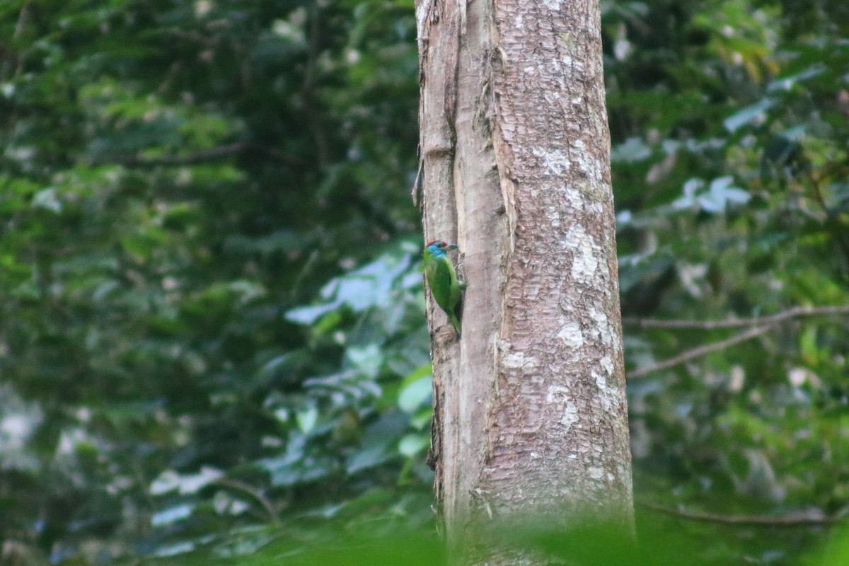 Blue-throated Barbet - ML614469814