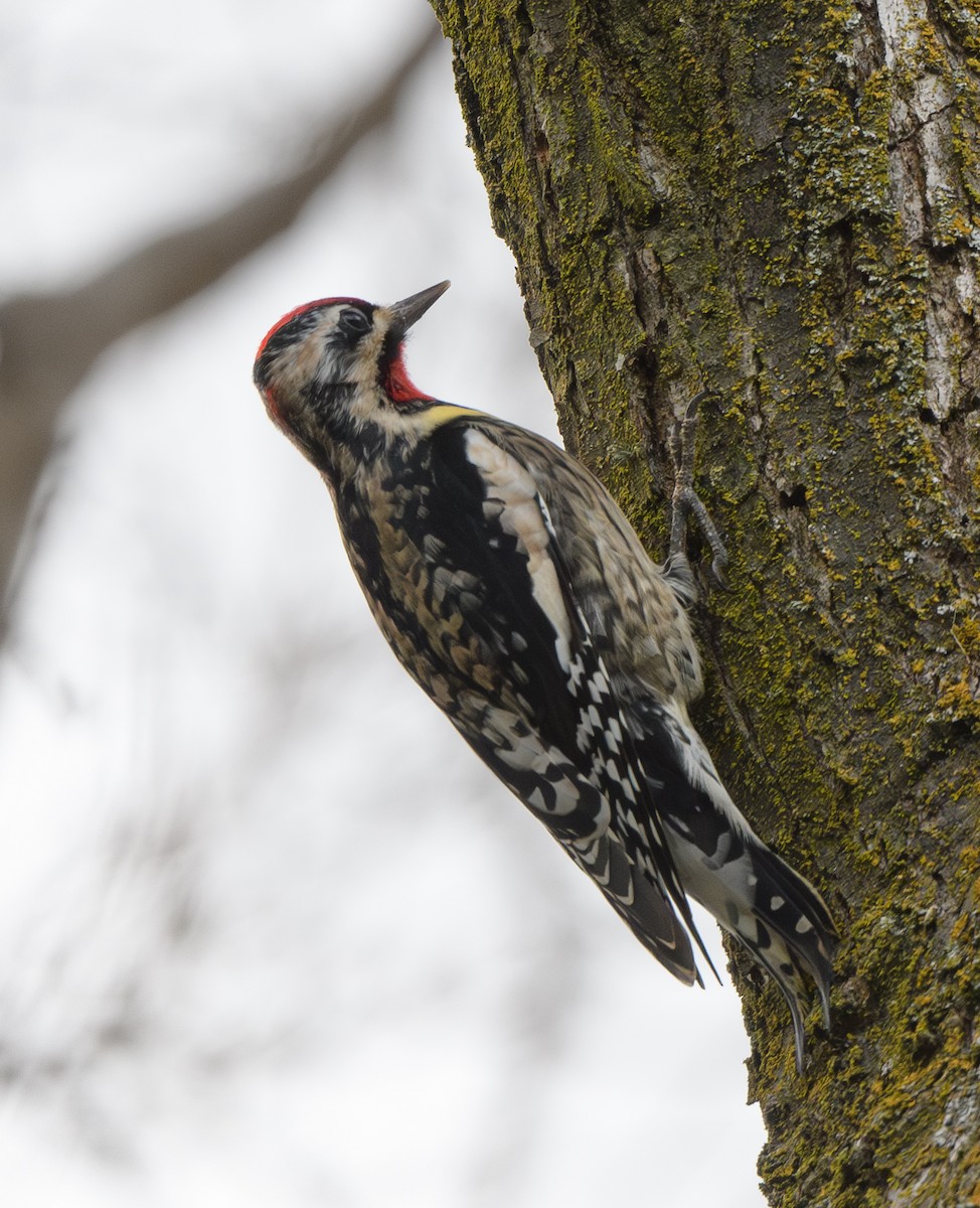 Yellow-bellied/Red-naped Sapsucker - ML614469815