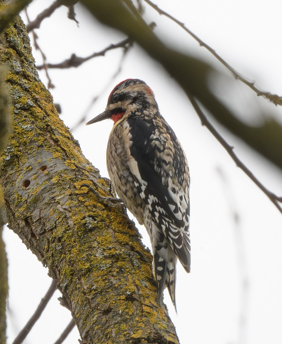 Yellow-bellied/Red-naped Sapsucker - ML614469825