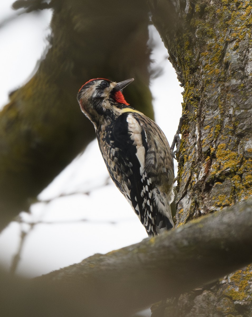 Yellow-bellied/Red-naped Sapsucker - ML614469828