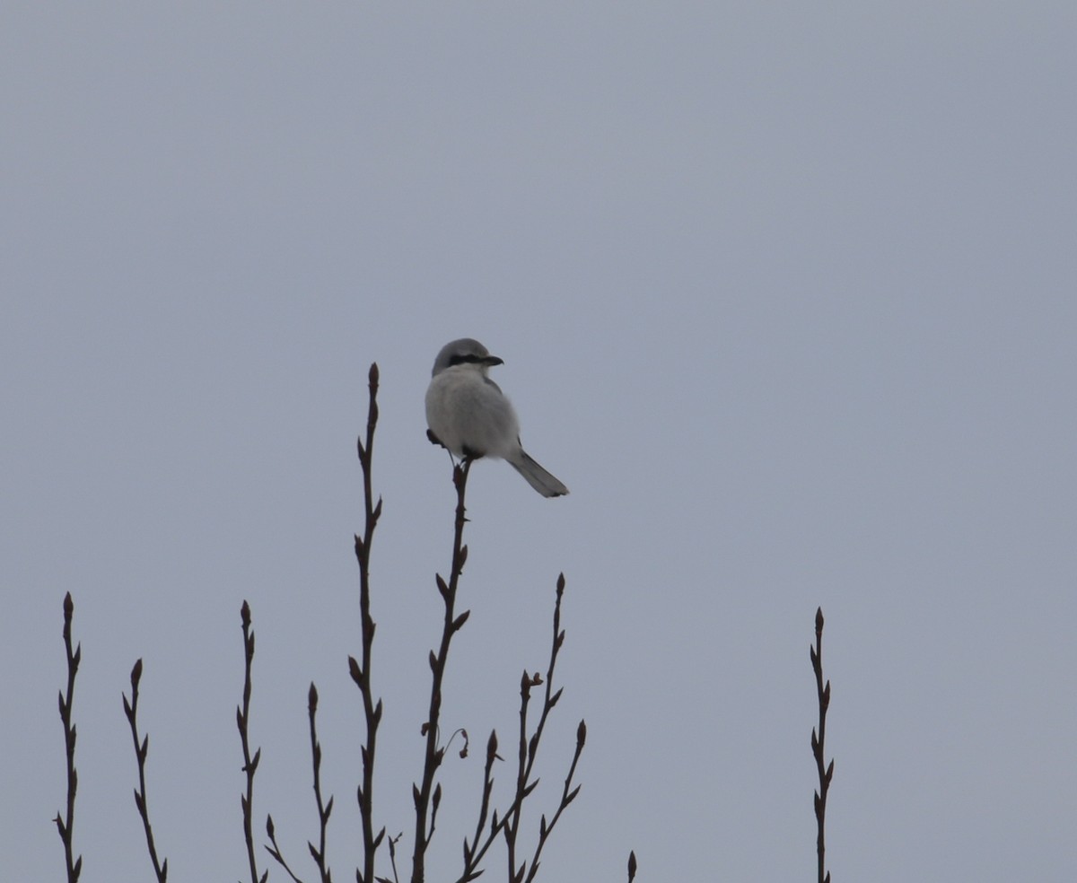 Northern Shrike - ML614469830