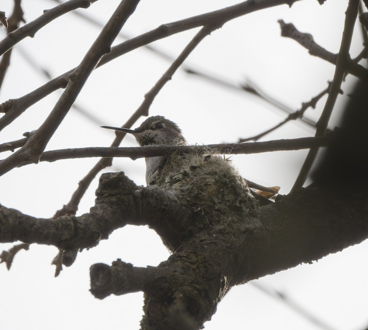 Anna's Hummingbird - ML614469860