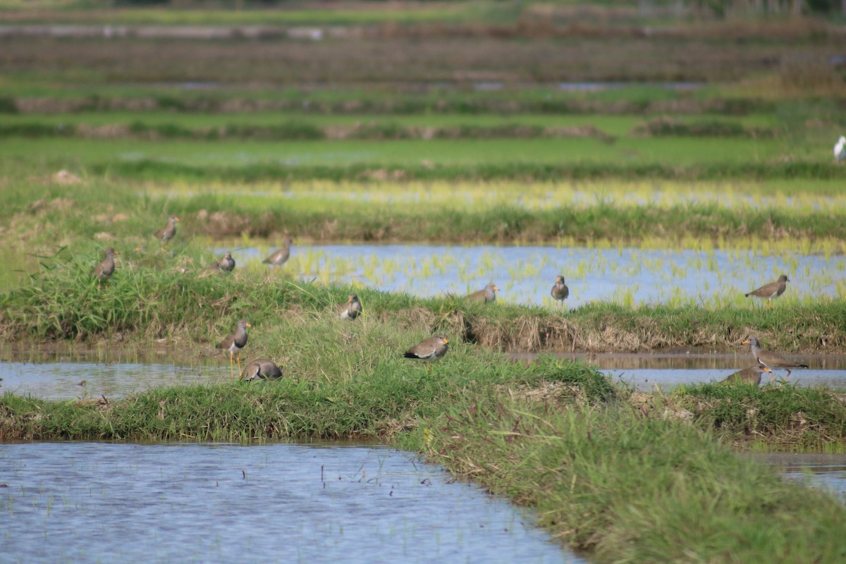 Gray-headed Lapwing - ML614469874