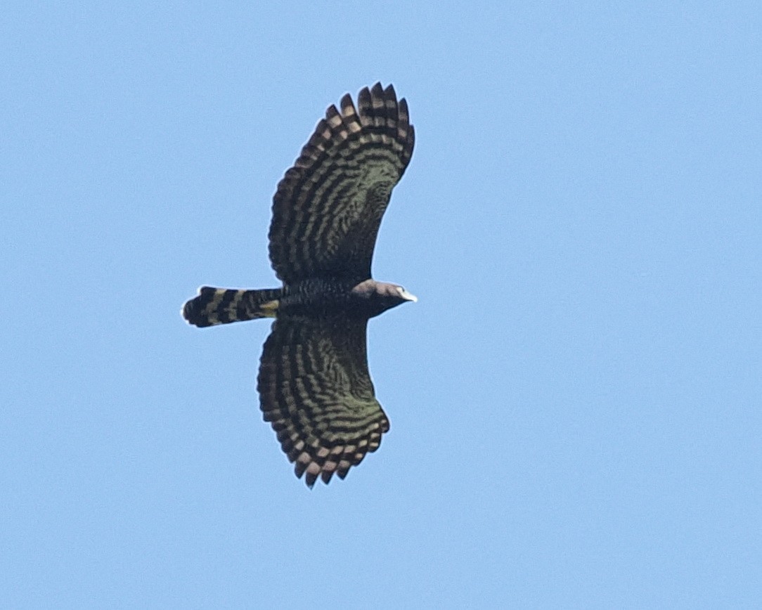 Black Hawk-Eagle - Scott (瑞興) LIN(林)