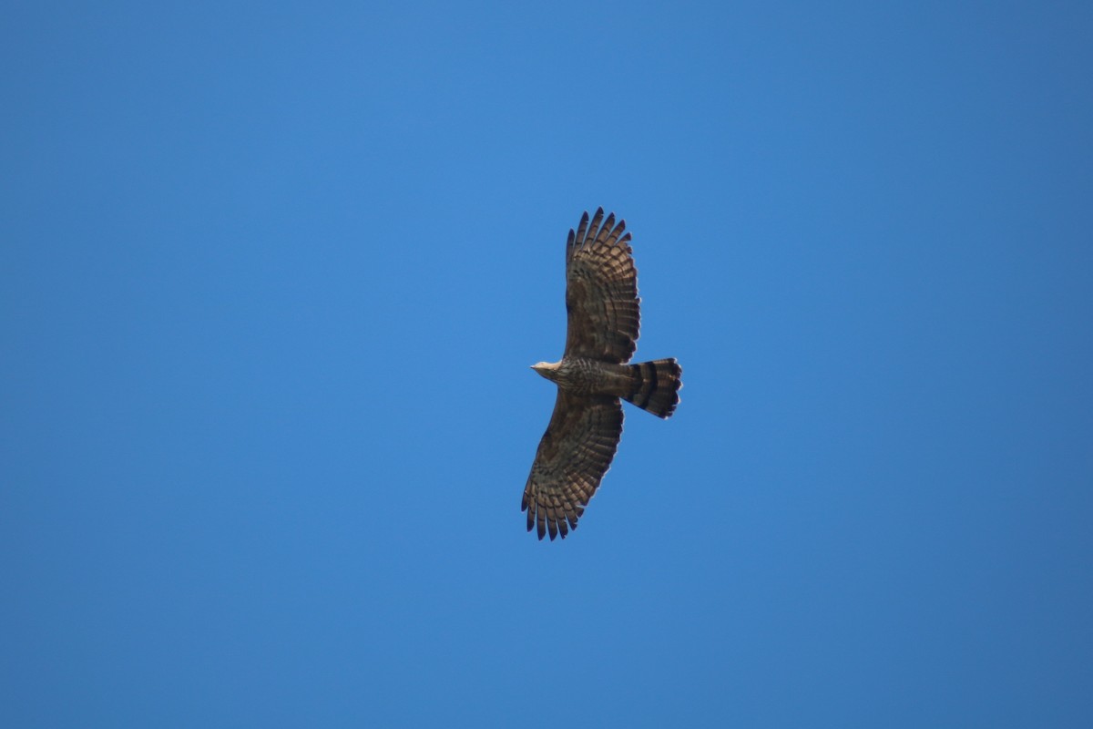 Oriental Honey-buzzard - ML614469908