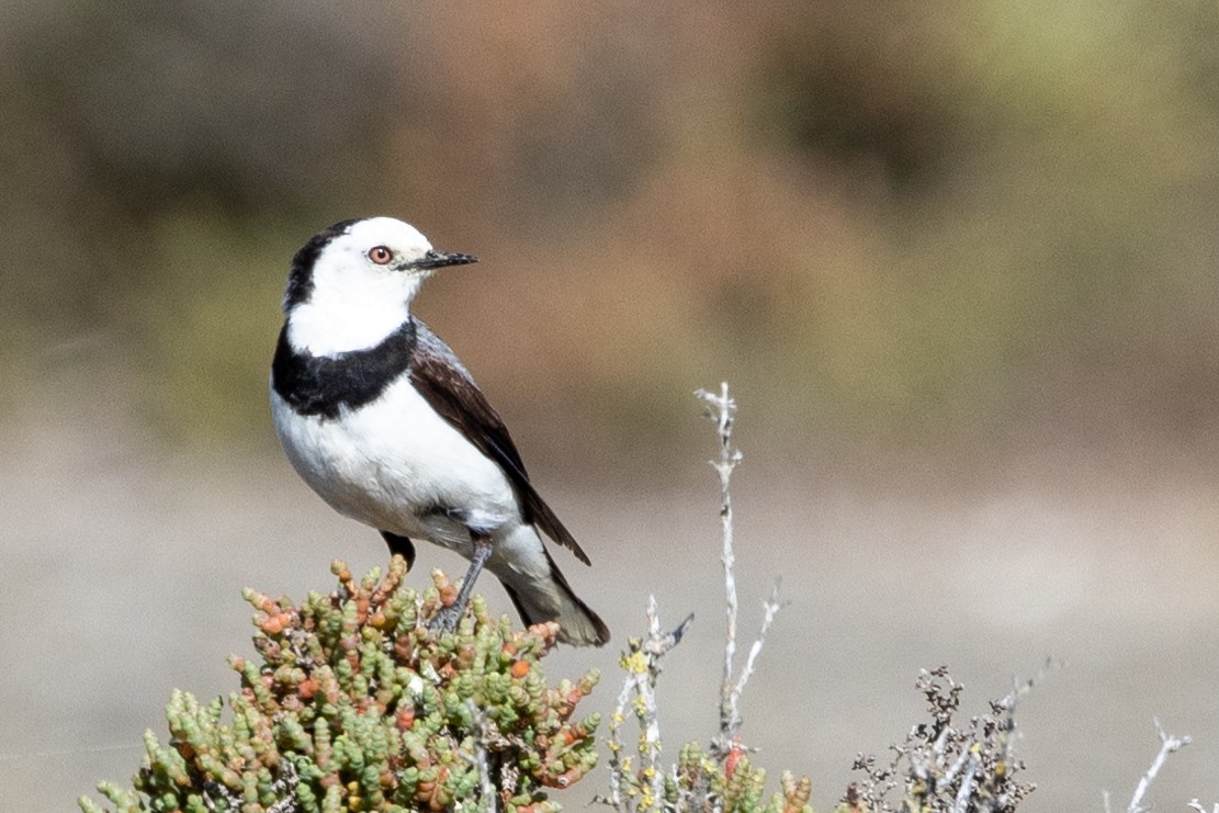 White-fronted Chat - ML614469986