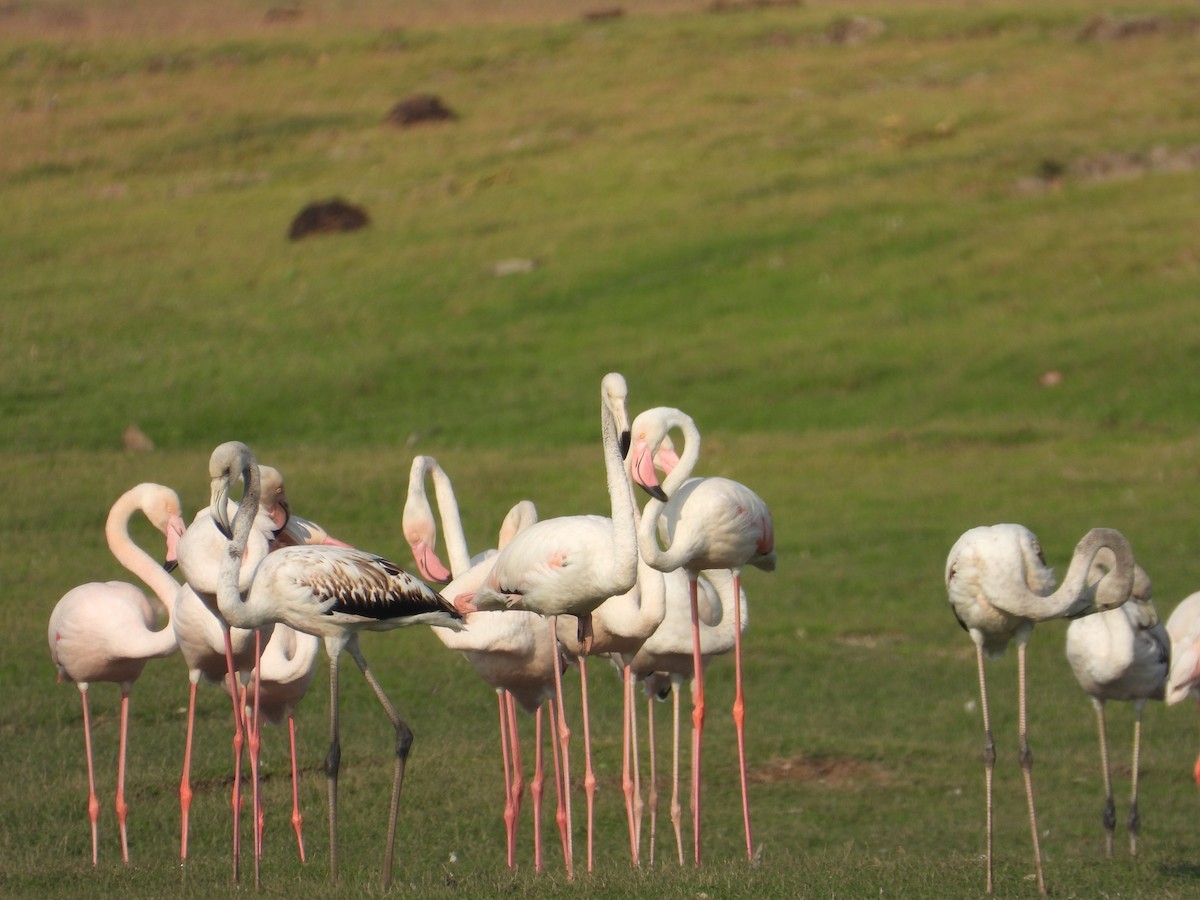 Greater Flamingo - Jai Dhithyan