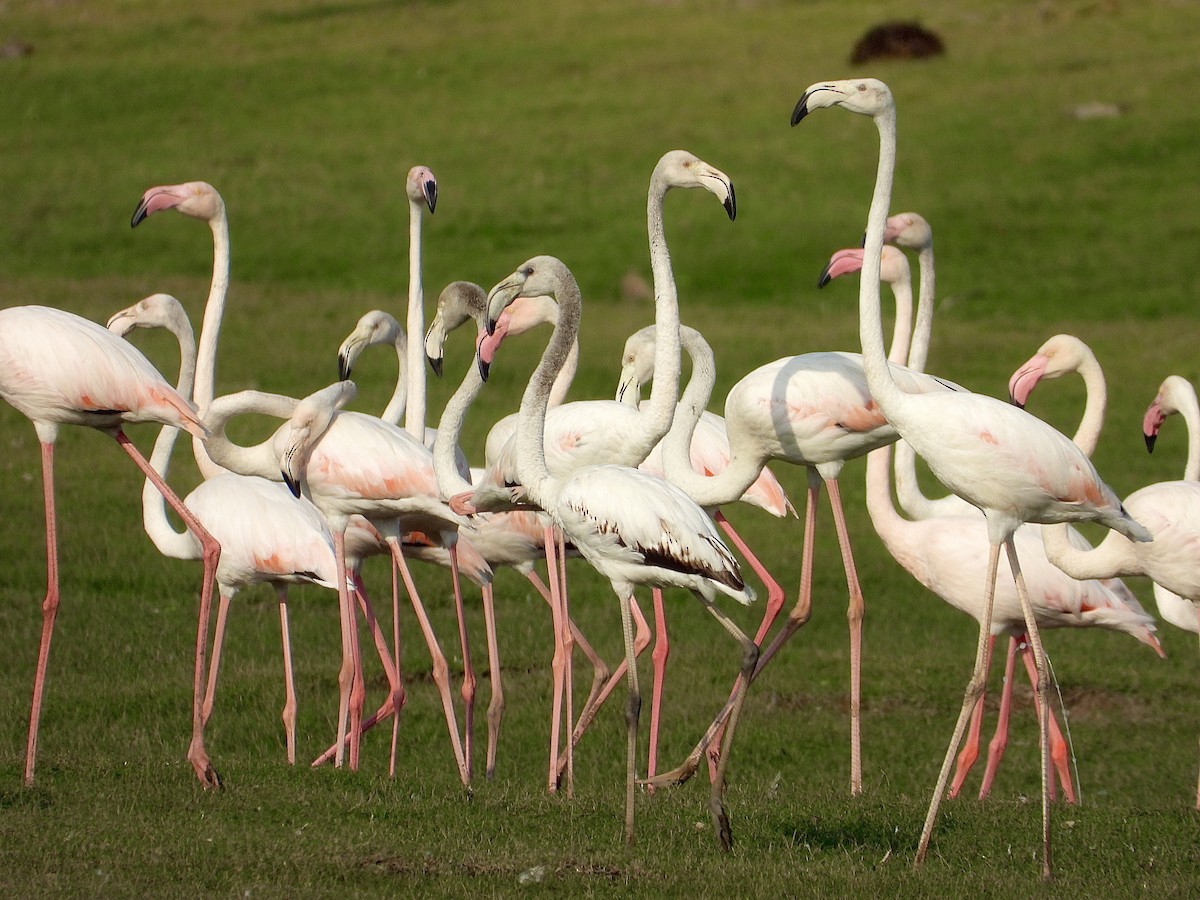 Greater Flamingo - ML614469995