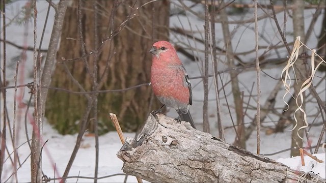 Pine Grosbeak - ML614470023