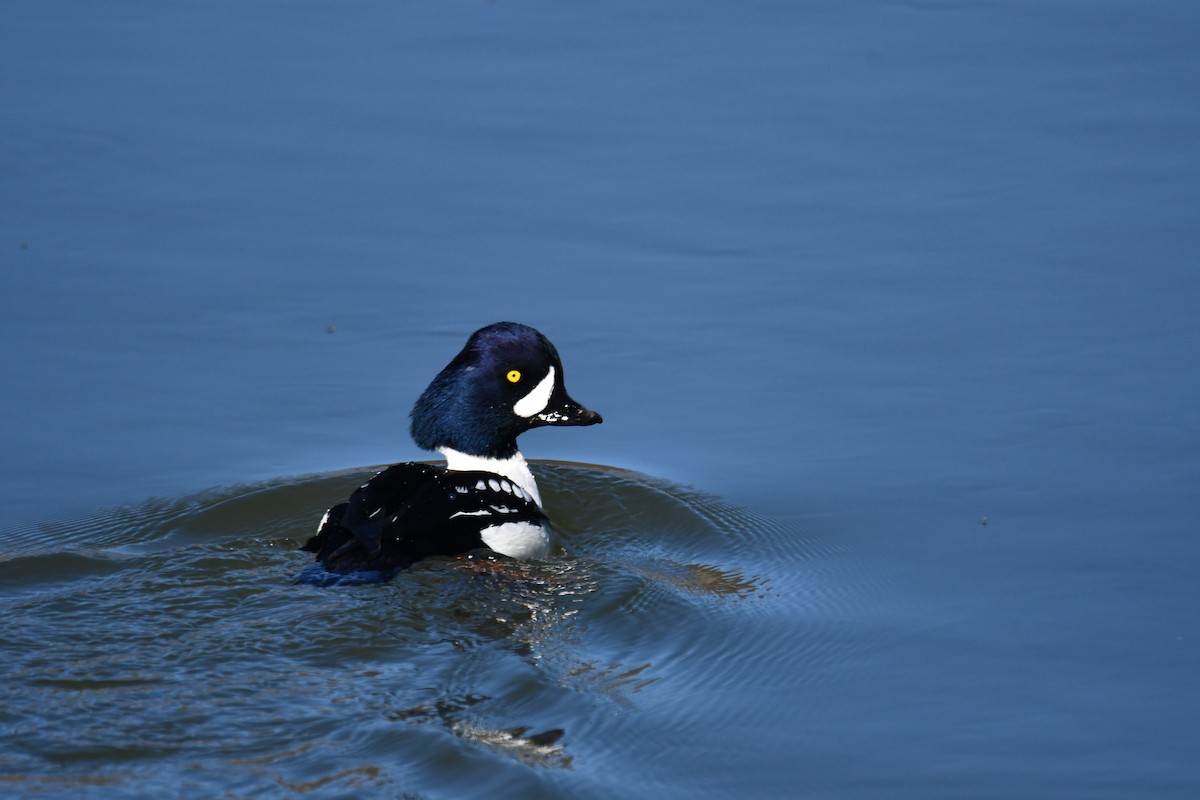 Barrow's Goldeneye - ML614470092