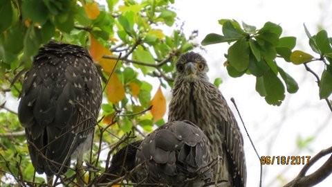 Yellow-crowned Night Heron - Marie Di Rosa